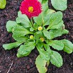 Bellis perennis Hábito