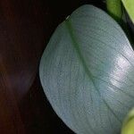 Philodendron hastatum Hoja