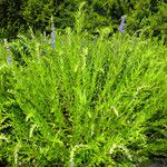 Scutellaria baicalensis Hábito