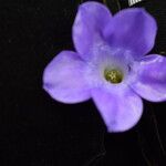 Cyananthus lobatus Blüte