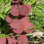 Oxalis hedysaroides Leaf