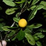 Pradosia surinamensis Fruto