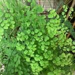 Adiantum raddianum Leaf