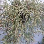 Rhipsalis neves-armondii Likasa