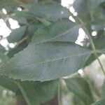 Fraxinus pennsylvanica Blatt