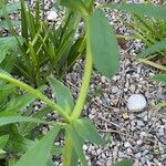 Baptisia alba Lapas