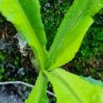 Lactuca virosa Plante entière