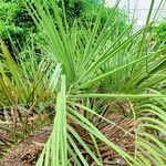 Butia odorata Leht