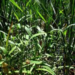 Phalaris arundinacea Blatt