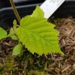 Corylus americana Leaf