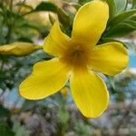 Allamanda schottiiКвітка