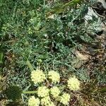 Lomatium dasycarpum Цвят