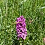 Dactylorhiza majalisFlower