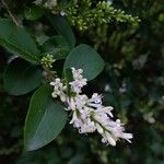 Ligustrum ovalifoliumЦвят