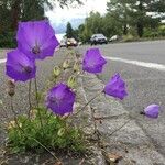 Campanula carpatica 整株植物