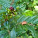 Vaccinium ovatum Fruto