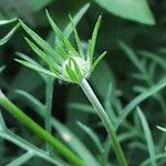 Scabiosa ochroleuca 花