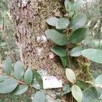 Microgramma vacciniifolia 葉