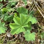 Alchemilla glabra Hoja