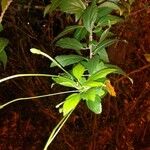 Hibiscus schizopetalus Leaf