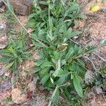 Tuberaria lignosa Blatt