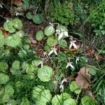 Saxifraga stolonifera 整株植物