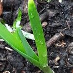 Allium sativum Leaf