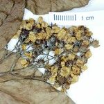 Niedenzuella acutifolia Fruit