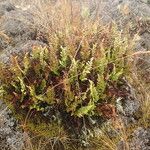 Asplenium adiantum-nigrum Habitat