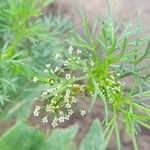 Cyclospermum leptophyllum Flower