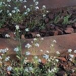 Arabidopsis arenosa Fleur