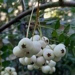 Sorbus koehneana Fruit