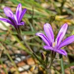 Brodiaea appendiculata Цветок