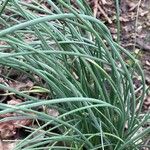 Allium vineale Hostoa