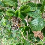 Davilla nitida Yaprak