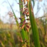 Carex pulicaris Квітка