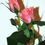 Rosa lucieae Blüte