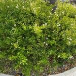 Jasminum azoricum موطن