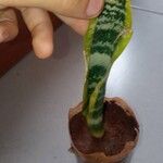 Sansevieria trifasciata পাতা