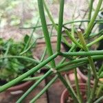 Euphorbia tirucalli Φύλλο