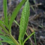 Verbena simplex Lapas