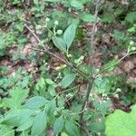 Vaccinium pallidum Leaf