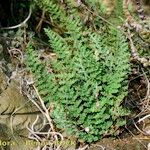 Cosentinia vellea Libunga