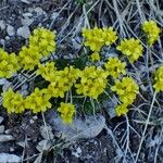 Draba aizoides Habitus