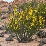 Oxalis virgosa Hábito