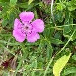 Dianthus alpinus Blomma