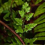 Selaginella willdenowii Лист