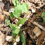 Claytonia caroliniana Blüte