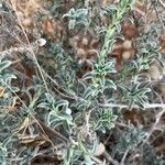 Echium angustifolium Ліст