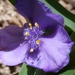 Tradescantia virginiana Blomma